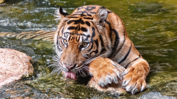 Тигра Владика выпустили на свободу в национальном парке Приморья