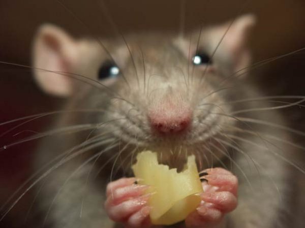 Ученые выявили у мышей «включатель переедания»