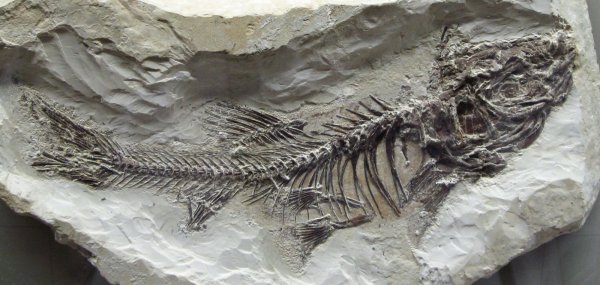 Ученые: Самое первое животное жило 1,5 млрд лет назад