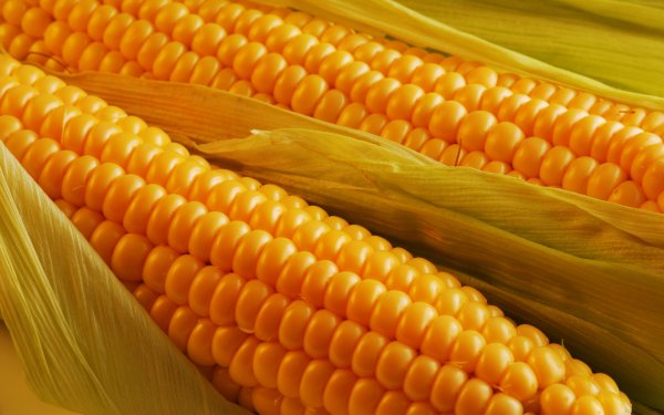 Ученые: Кукуруза способствует выведению алкоголя из организма