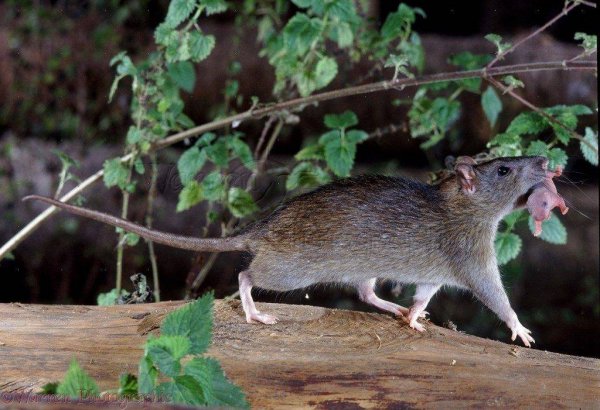 В Ярославской области крысы атакуют людей