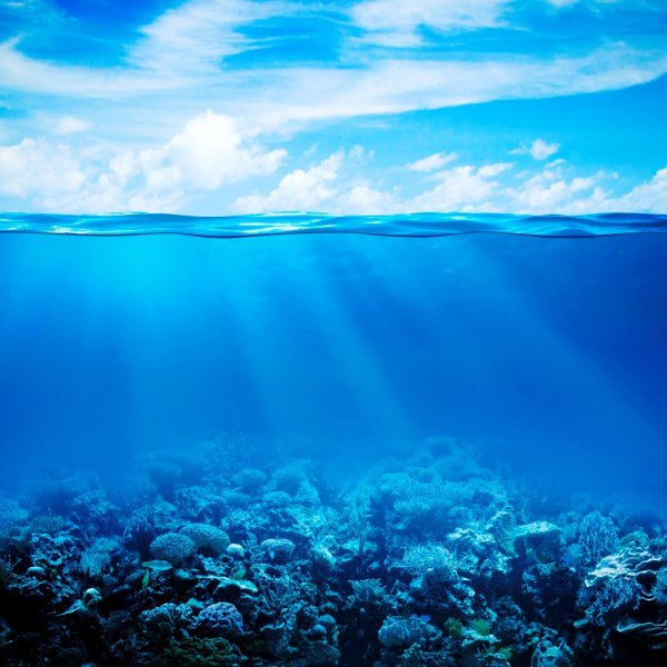 Мировой океан под угрозой вымирания: Насколько реальна глобальная катастрофа?