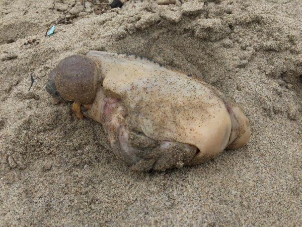 Странная морское существо удивило пользователей Сети: Морской заяц-мутант или гигантская улитка?