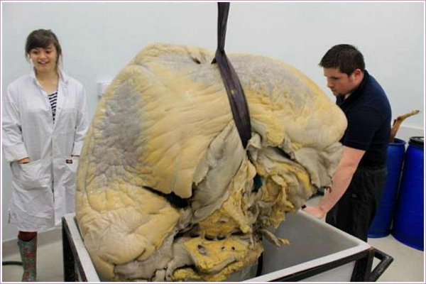 В канадском музее Онтарио выставили сердце кита весом почти 200 кг