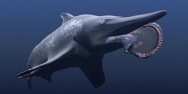 Студенты из Перу нашли скелет доисторической акулы