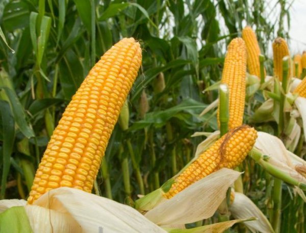 Кукуруза вредна для здоровья: От чего ещё стоит отказаться?