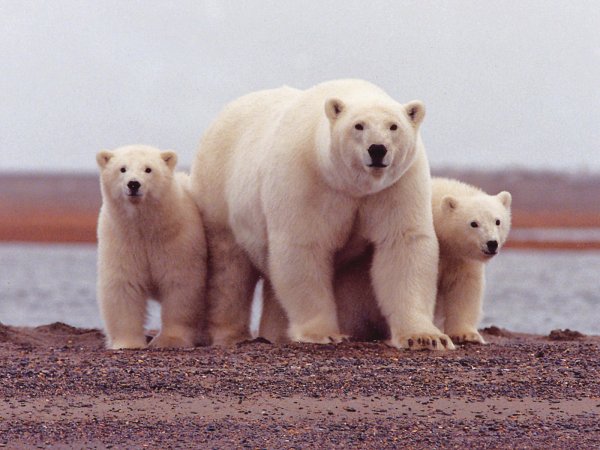 В Финляндии дети спасли белых медведей от жары
