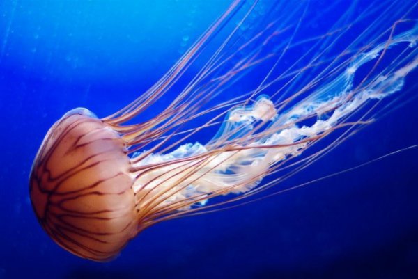 Ученые нашли способ сушки медуз для употребления в пищу