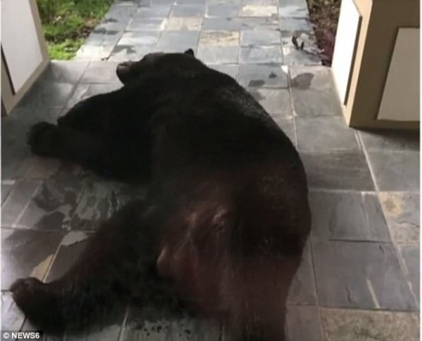В США промокший в дождь медведь уснул на крыльце жилого дома