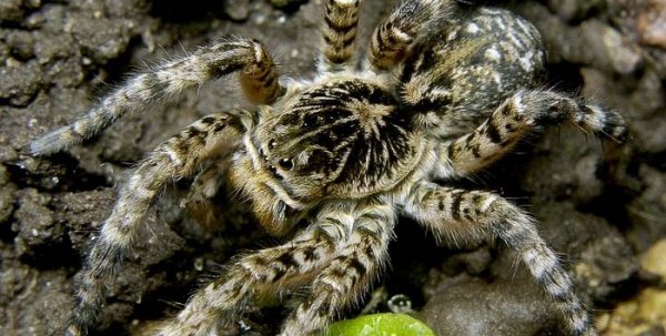 В Копейске жителей ввел в панику южноуральский тарантул