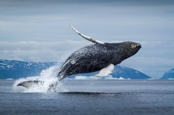 В Хабаровске в устье реки 13-метровый гренландский кит угодил в ловушку
