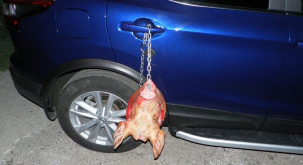 В Чебоксарах неизвестные хулиганы повесили голову свиньи на машину автоледи