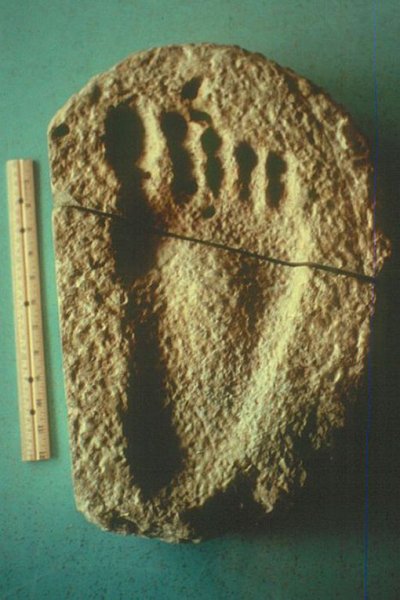 На Крите нашли след стопы человека возрастом 5,7 млн лет