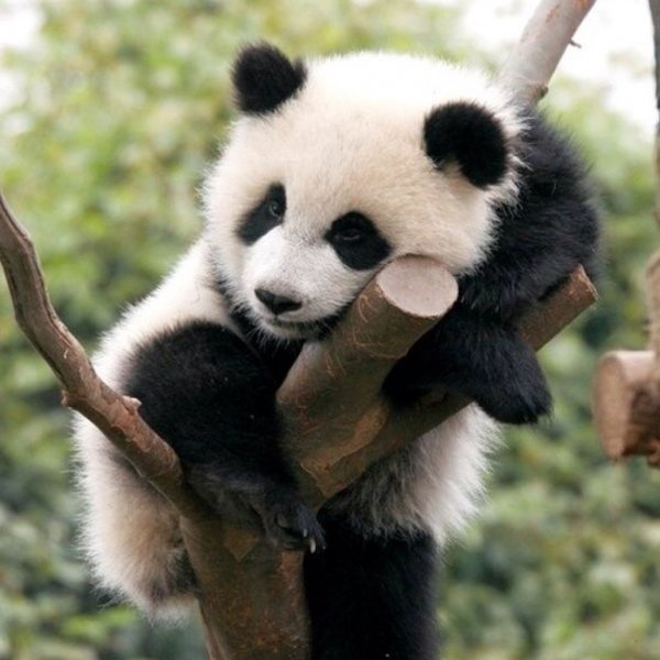 Панды до сих пор находятся под угрозой вымирания, считают экологи