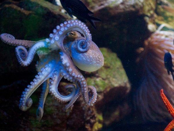 Мышцы осьминогов вдохновили учёных создать надувную программируемую силиконовую "кожу"