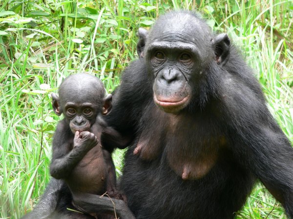 Ученые: Шимпанзе бонобо без корысти помогают незнакомцам