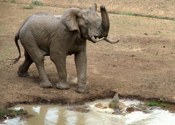 В Замбии двое туристов поплатились жизнями за попытку сфотографировать слона