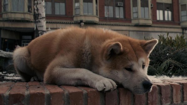 В Приморье собака, как Хатико, три года ждёт хозяина у дорожного знака