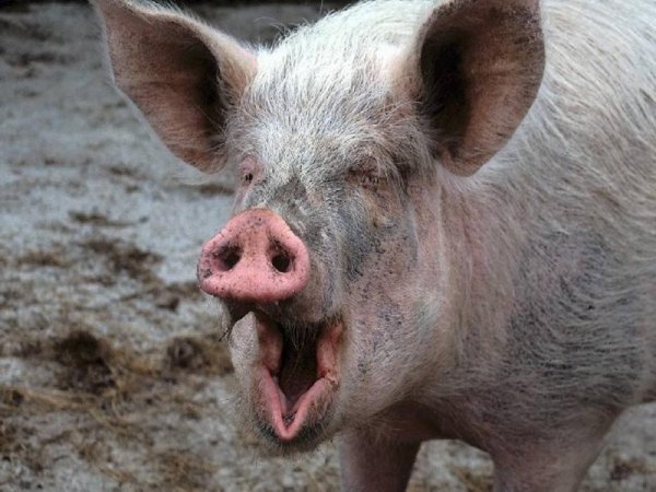 В Литве пьяная свинья терроризировала собак