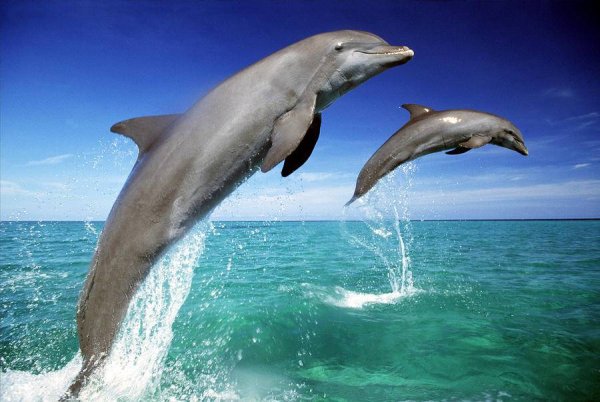 В Австралии дельфина задушил осьминог