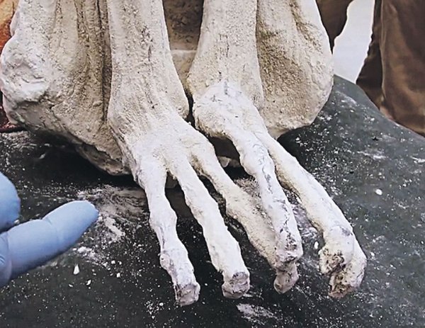 В Санкт-Петербурге изучают трехпалую мумию из Перу