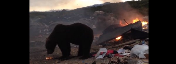 В Сеть попали жуткие кадры, как на Камчатке два медведя питаются на свалке