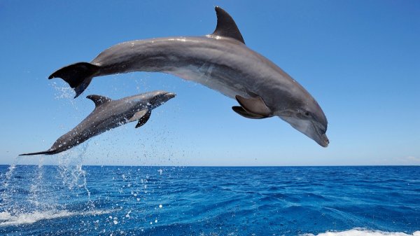 Ученые: Серые дельфины способны планировать каждое погружение