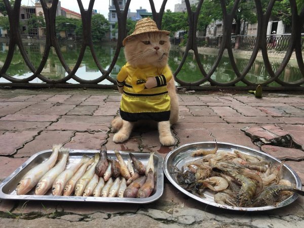 Кот, торгующий рыбой во Вьетнаме, стал звездой Instagram