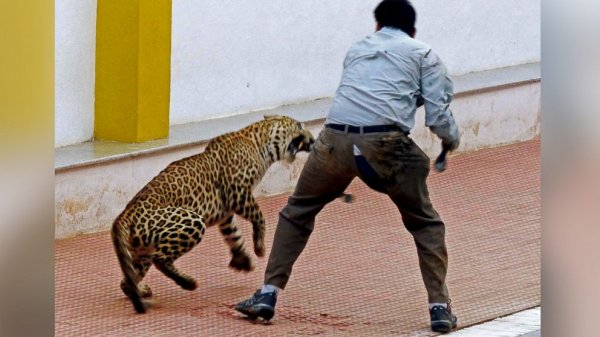 В Индии леопард набросился на мужчину посреди многолюдного мегаполиса