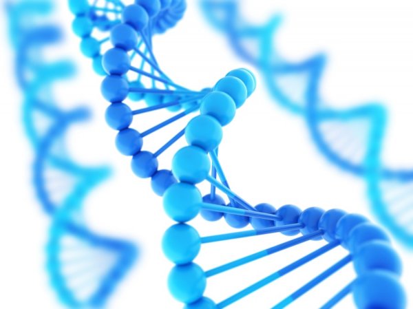 Учёные: Из-за частого секса меняется структура ДНК