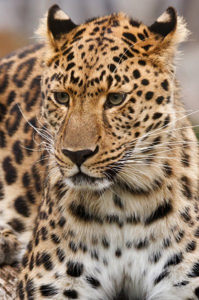 Девушка-леопард решилась на кардинальные перемены во внешности