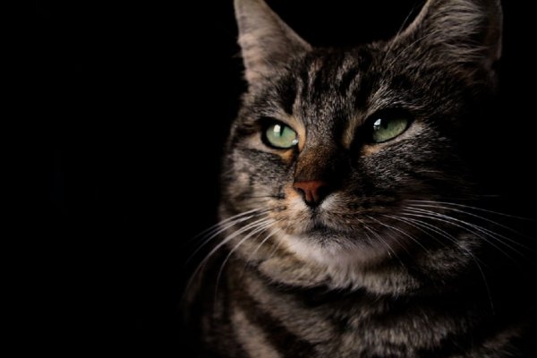 Отомстили за кота: В Курске благотворители изнасиловали добровольца
