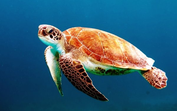 Ученые: Морские черепахи способны держать еду передними лапками