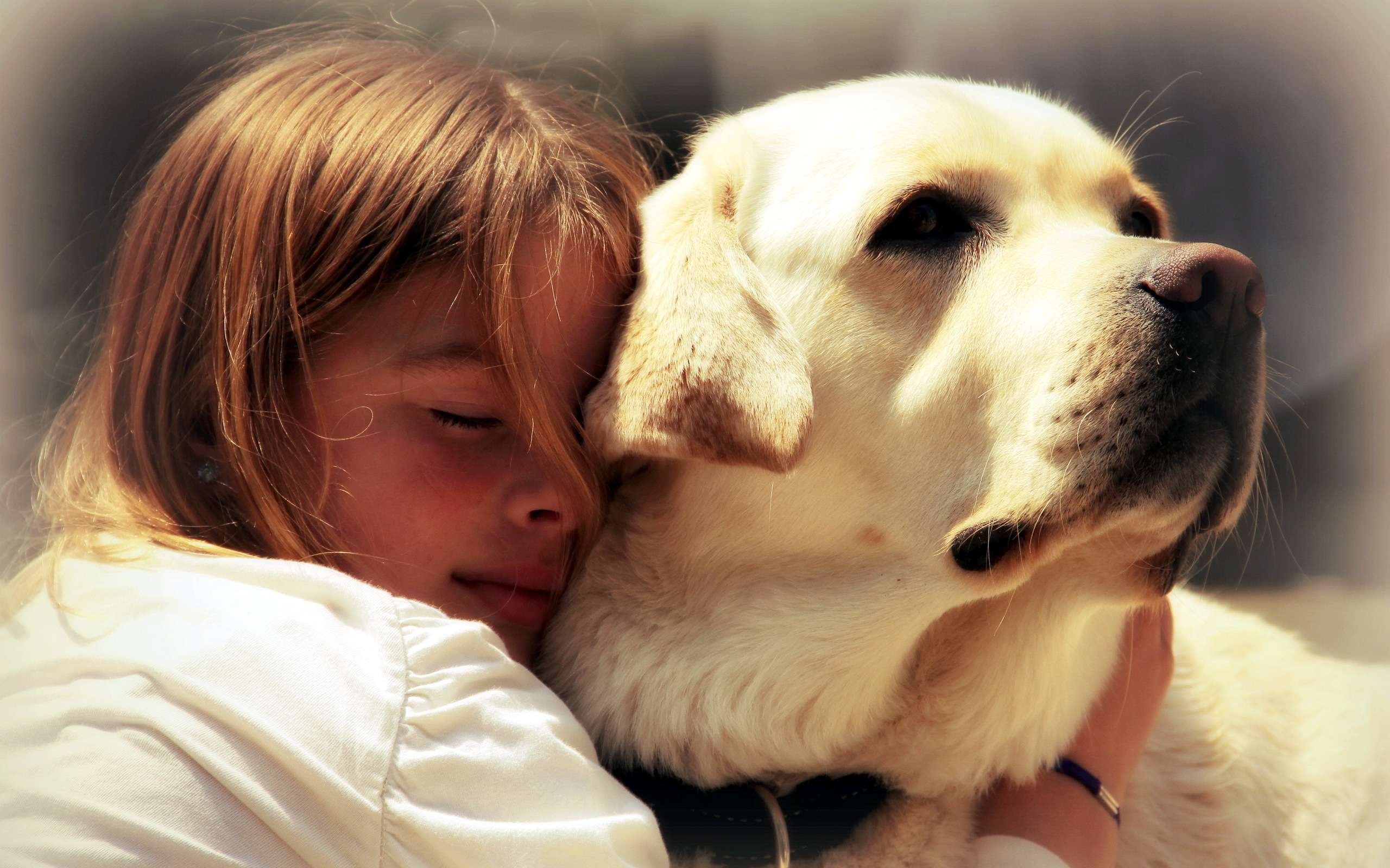 Верность пса. Лабрадор ретривер золотистый. Собака друг человека. Любовь к животным. Домашние животные и человек.