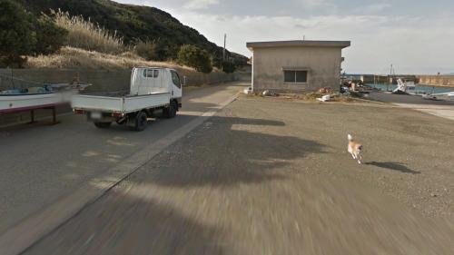 Смешная японская собака прославилась, «испортив» фото в Google Картах