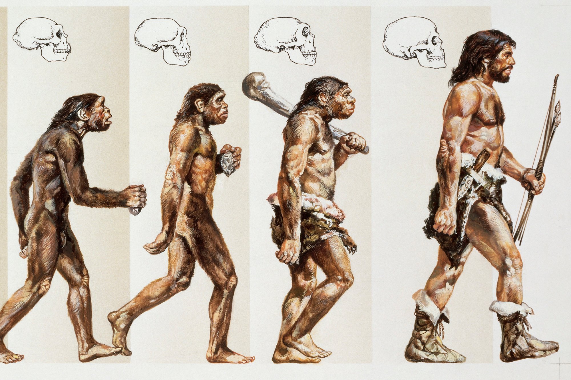 Человек обезьяна название. Эволюция человека хомо сапиенс. Этапы эволюции человека,хомо сапиенс. Эволюция Дарвин хомо.
