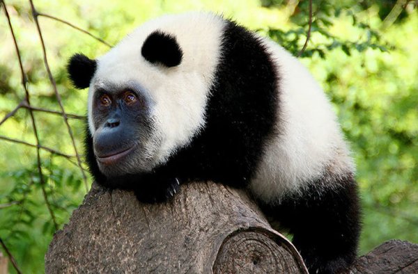 Орангупанда или пандангутанг: Ученые показали «результат» скрещивания орангутанга и панды