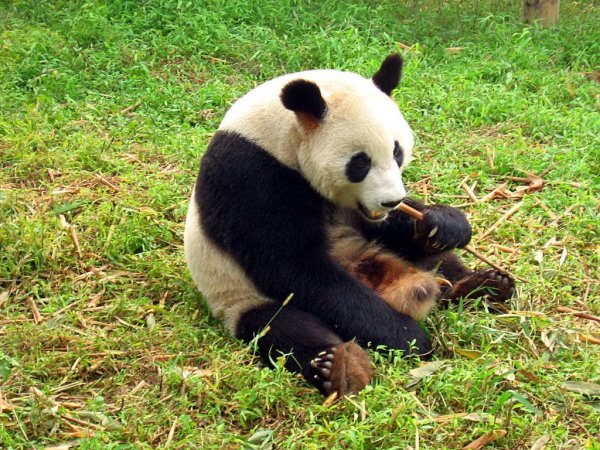 Орангупанда или пандангутанг: Ученые показали «результат» скрещивания орангутанга и панды