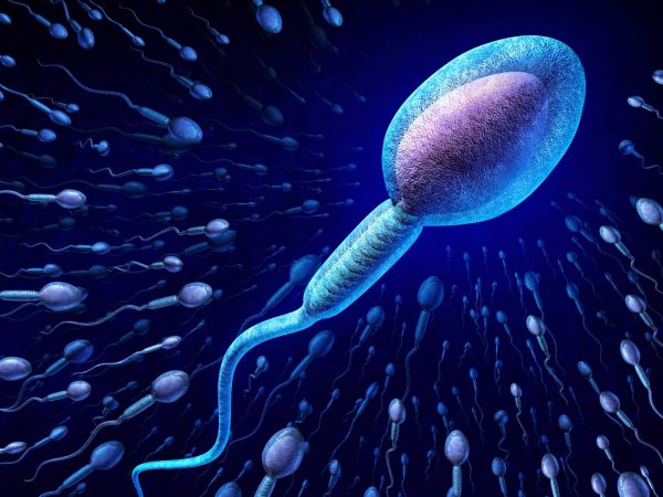 На МКС доставили сперму человека для опытов