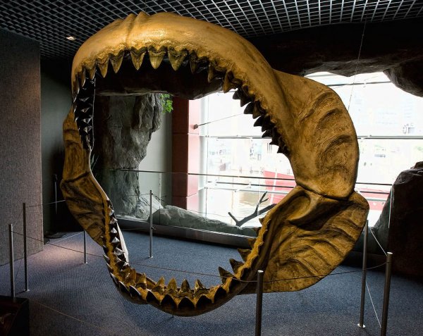 В музее в Швейцарии выставят скелет самой большой акулы в истории