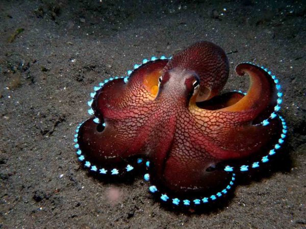Ученые: На глубине трех тысяч метров специалисты нашли детский сад осьминогов