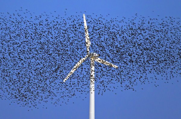 Британские эксперты изучили вред ветрогенераторов для птиц