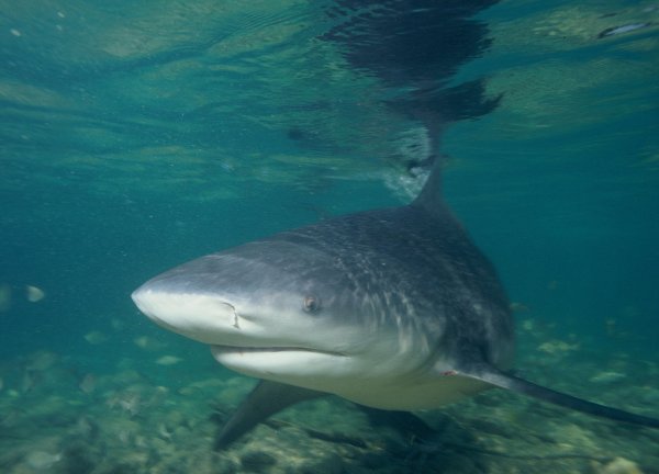 В Индии впервые за 10 лет выловили огромную речную акулу и сразу съели