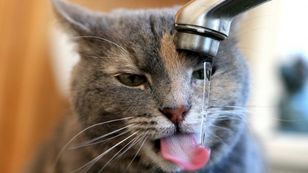 Специалисты постарались выяснить, почему коты любят пить воду из-под крана