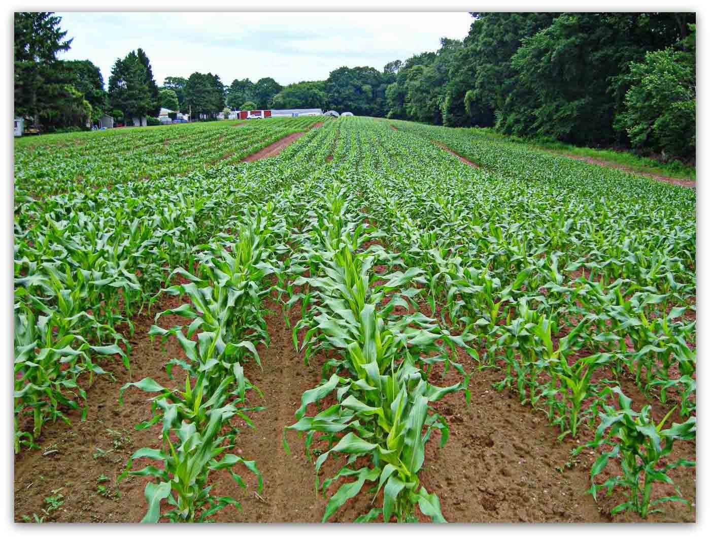 Возделывание культурных растений. Узкорядный посев кукурузы. Высев сахарной кукурузы. Всходы кукурузы. Кукурузное поле.