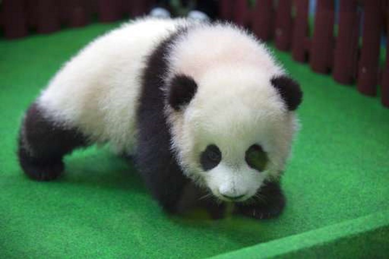 Панда сколько детенышей. Панда с маленьким детенышем. Маленькая Панда. Большая Панда. Панды с малышом.