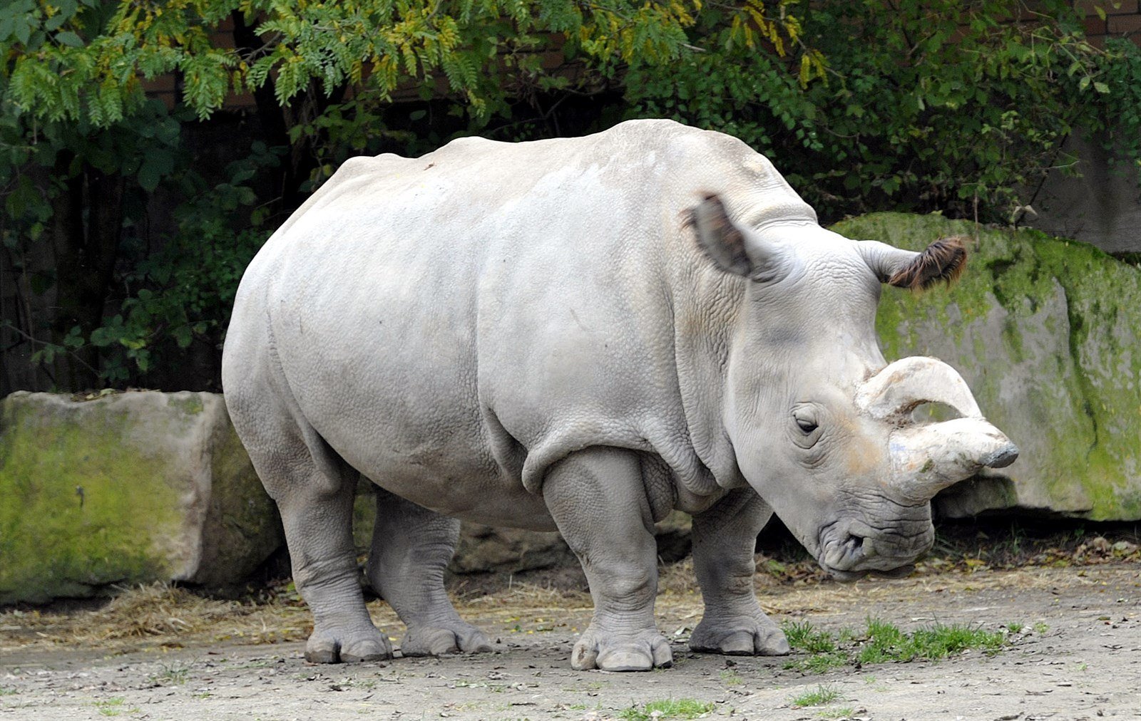 Северные носороги сколько осталось. Южный белый носорог. Африканский белый носорог. Белый носорог альбинос. Белый носорог красная.