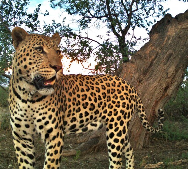 Учёные: Самки леопарда более разнообразны в пище
