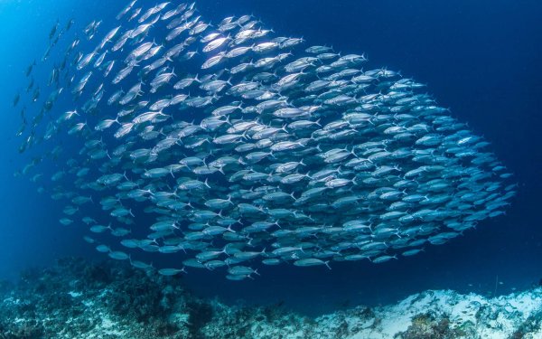 Учёные: Плавание в косяке помогает рыбам экономить силы