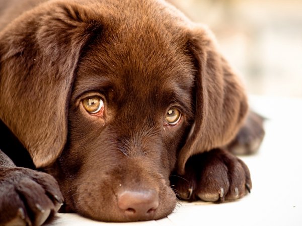 Эксперты назвали 10 вещей, из-за которых собака ненавидит хозяина